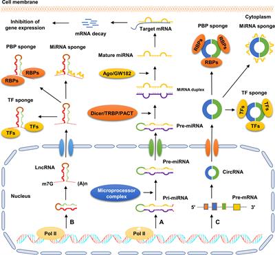 Non-coding RNA in cancer drug resistance: Underlying mechanisms and clinical applications